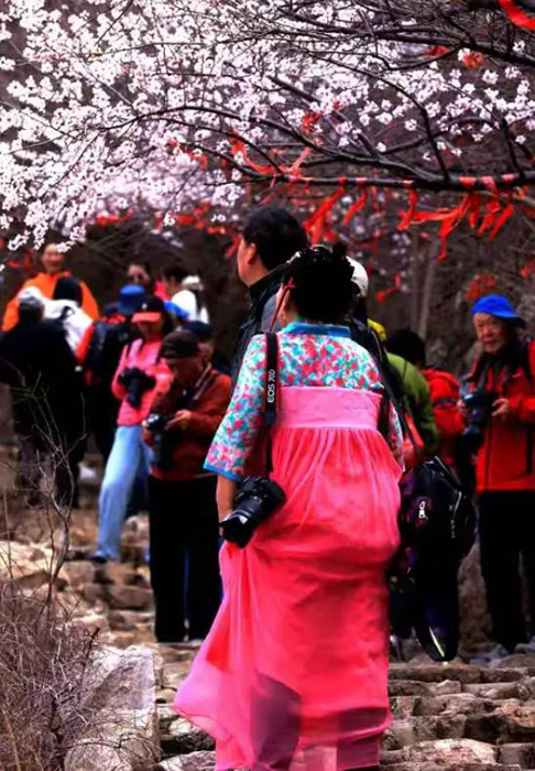 鸡鸣山第八届桃花节盛大开幕 (6).jpg