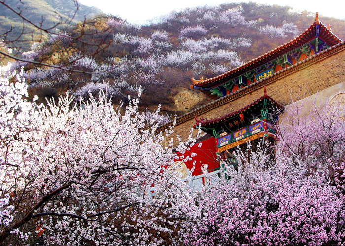 鸡鸣山第八届桃花节盛大开幕 (8).jpg