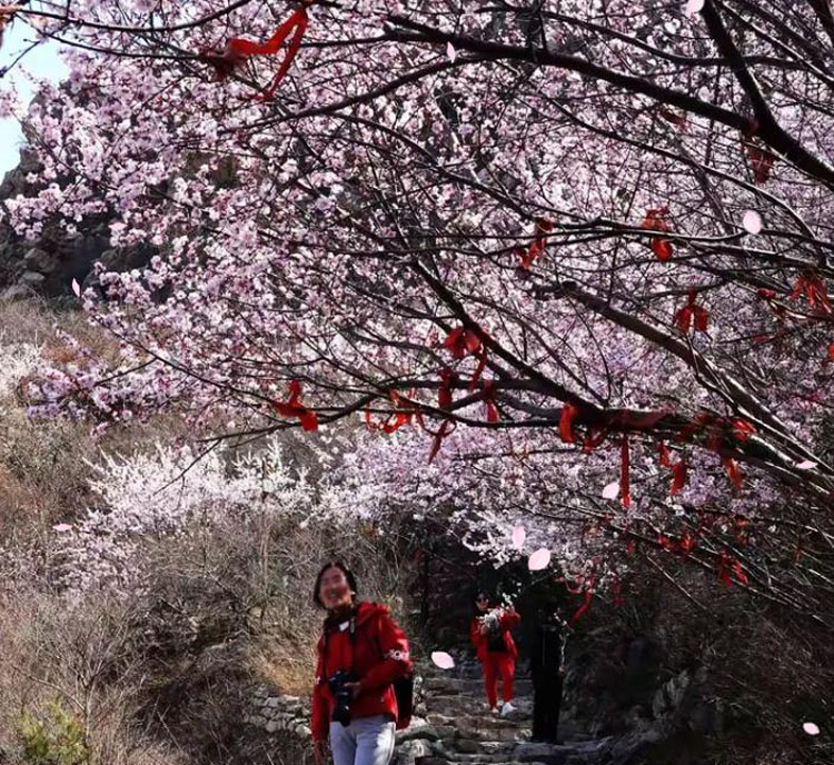 五届“鸡鸣山桃花节”开幕 (2).jpg