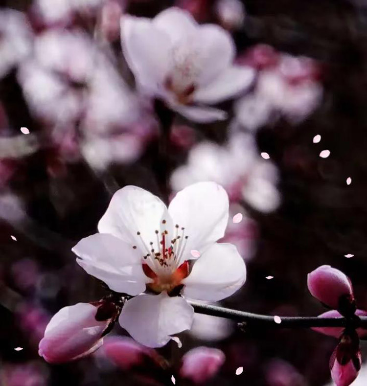 五届“鸡鸣山桃花节”开幕 (4).jpg