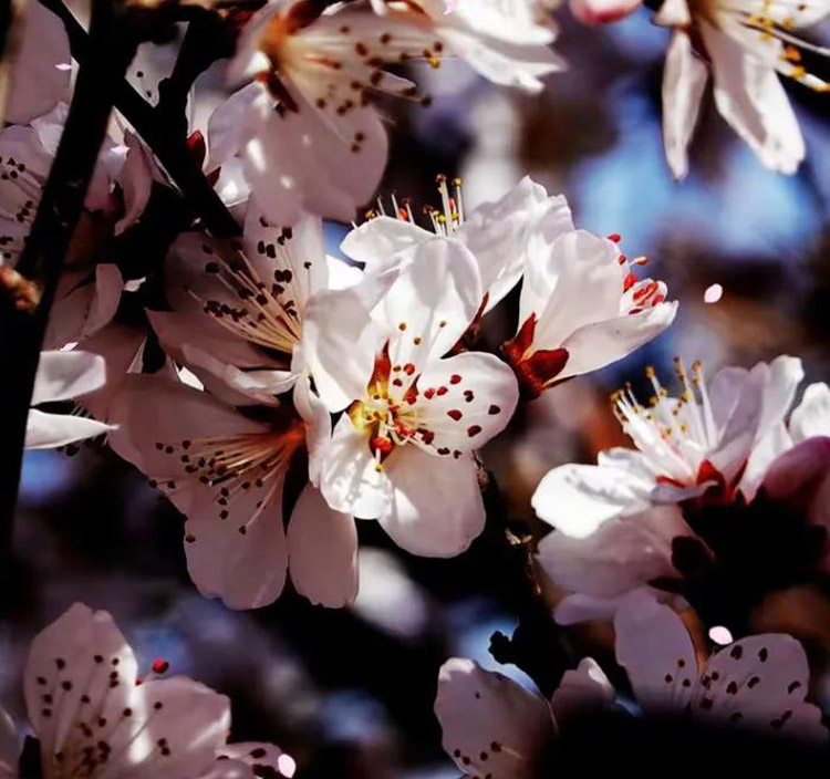 五届“鸡鸣山桃花节”开幕 (5).jpg