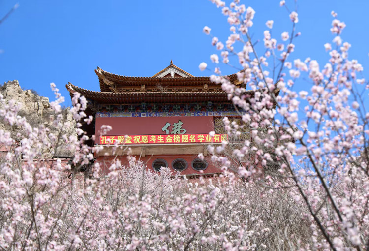 鸡鸣山第九届桃花节 (3).jpg