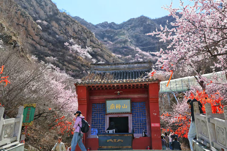鸡鸣山第九届桃花节 (2).jpg